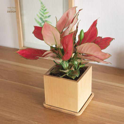 Chậu Cây Vạn Lộc Hồng Đất & Chậu Gỗ đặt bàn | Size L