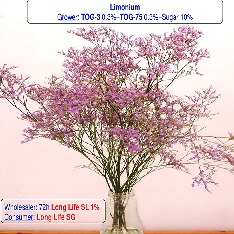 Bột cắm hoa cắt cành Longlife SG của Israel - Food For Cut Flower , giúp shop hoa bảo quản hoa tươi lâu và không thay nước, cắt tỉa gốc hay hạn chế thay hoa định kỳ theo tuần