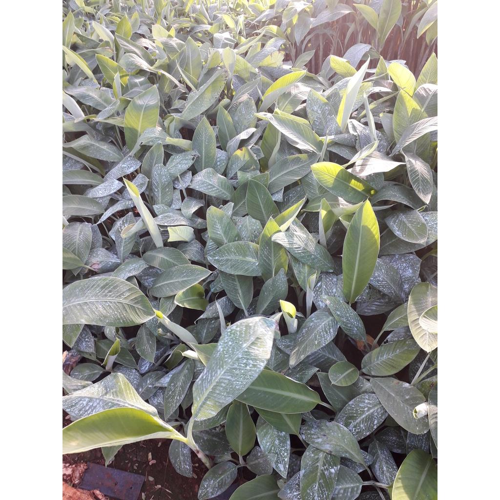 CÂY GIỐNG CHUỐI SÁP cấy mô  giao hàng nhanh