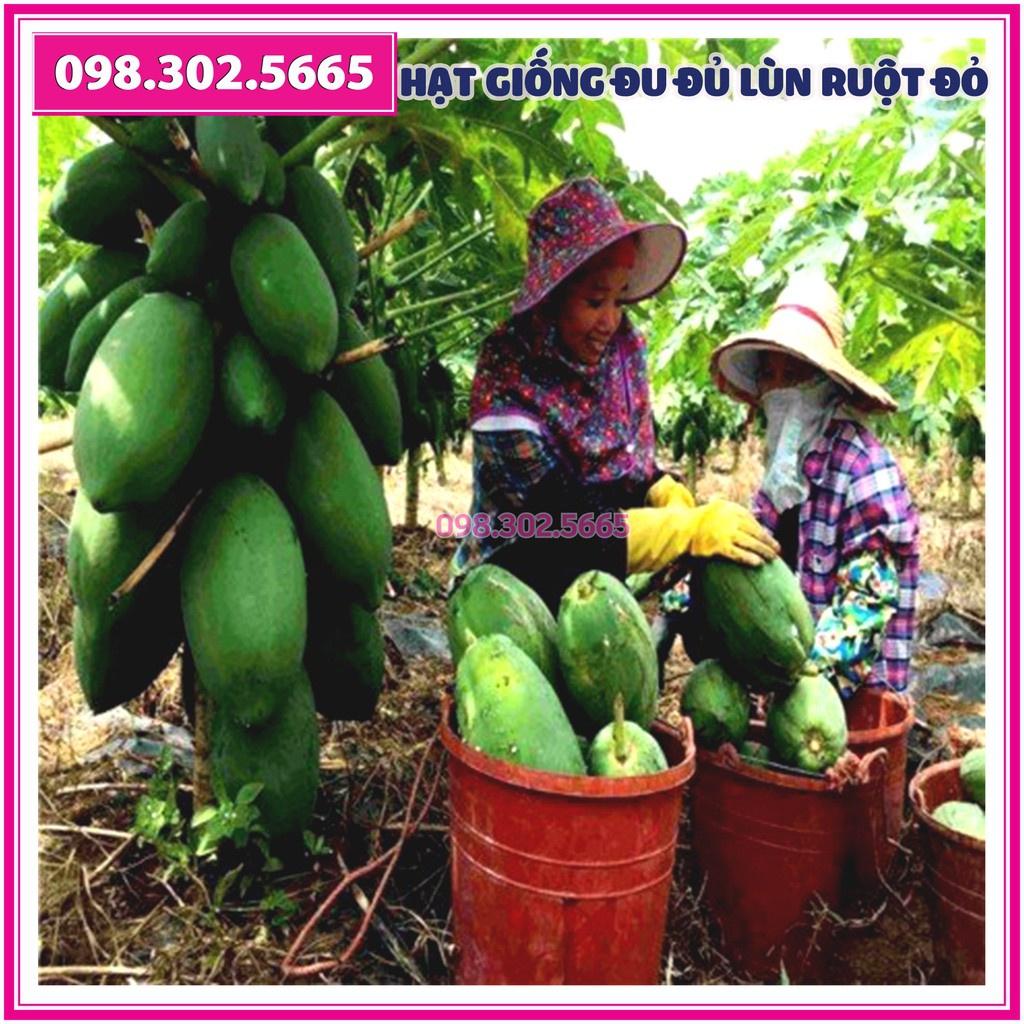 5 Hạt giống đu đủ lùn ruột đỏ F1 Đài Loan – đu đủ cao sản, dễ trồng, dễ chăm sóc