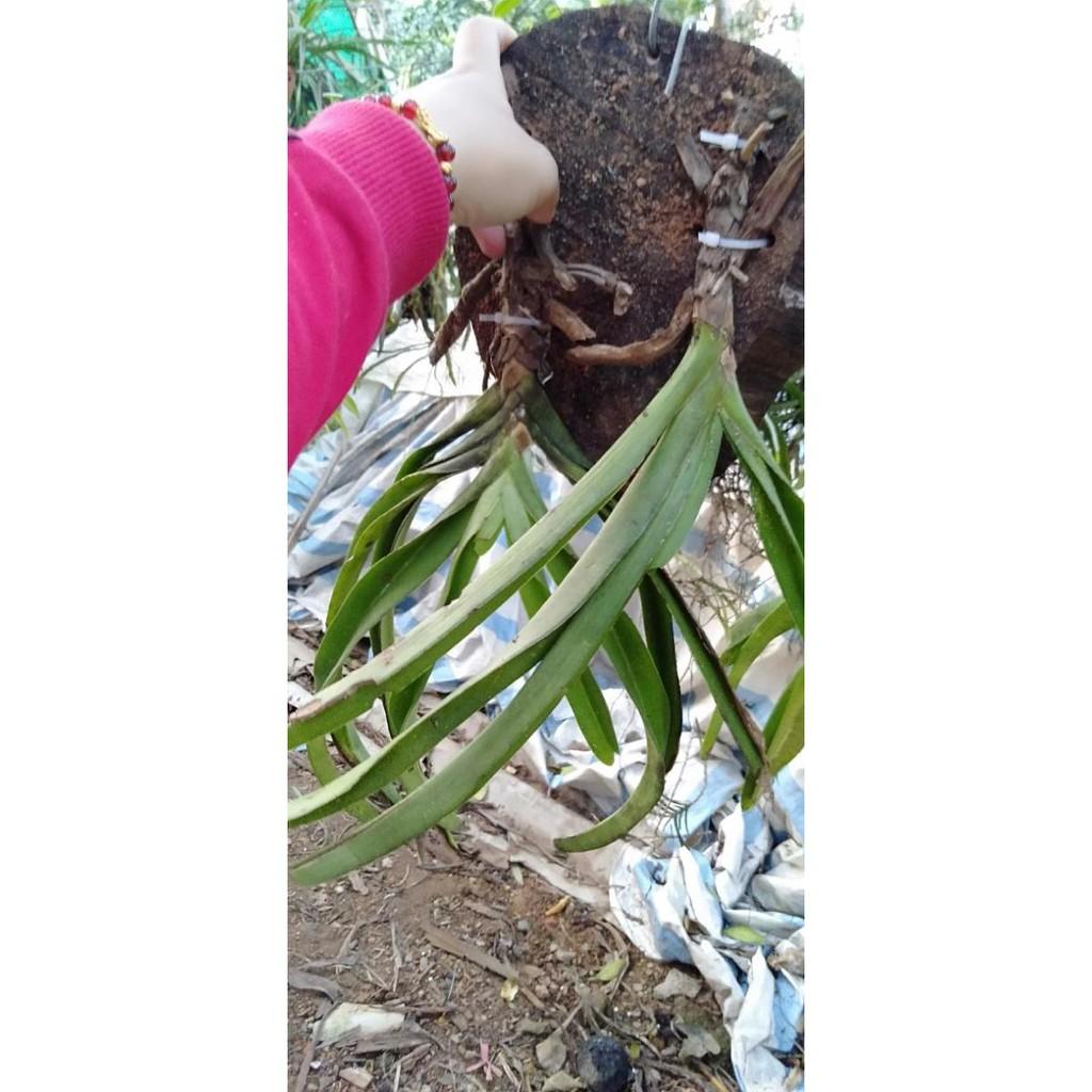 Hoa phong lan đuôi chồn