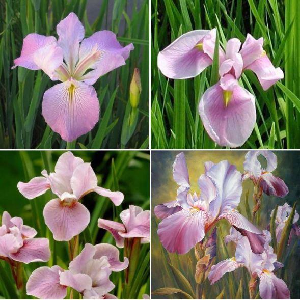 Hạt Giống Hoa Diên vĩ hồng 10 hạt/gói