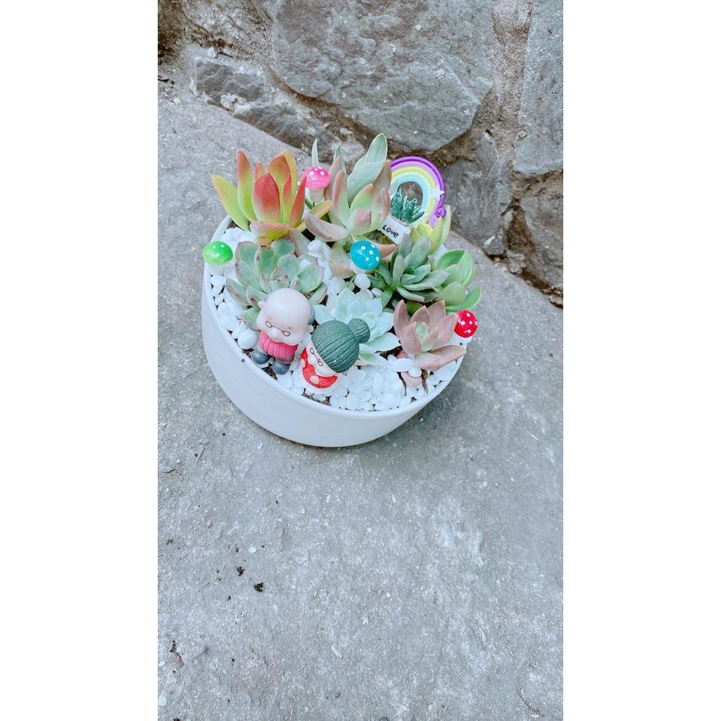 Chậu Cây Tiểu Cảnh mix đẹp