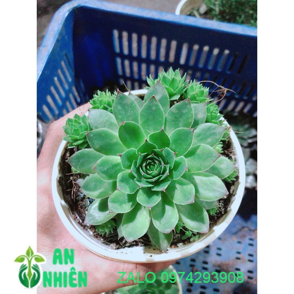 Sen Đá Phật Bà Kèm Chậu Sứ