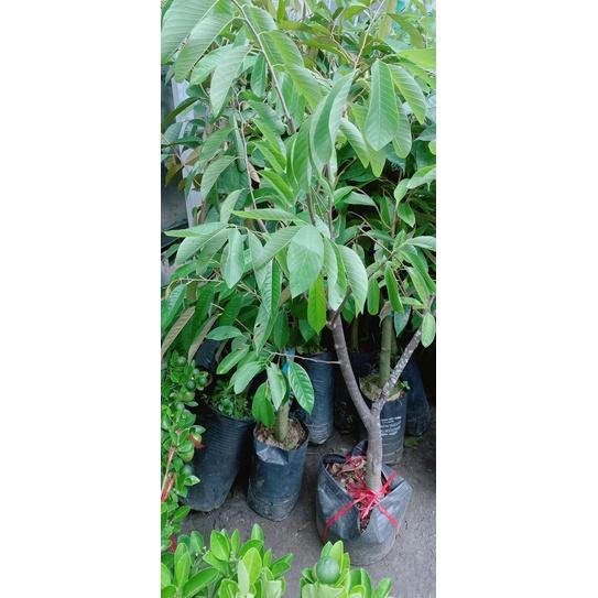 Mãng Cầu Na Dứa