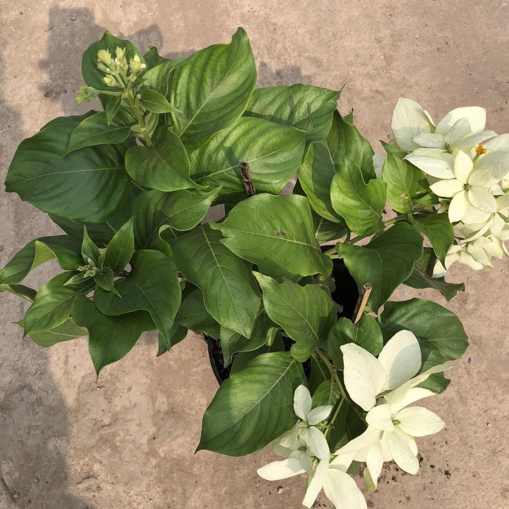 Cây hoa én bạc, chiều cao cây 35cm hoa trắng nở rộ dễ dàng chăm sóc, thích hợp trang trí cảnh quan sân vườn hàng rào