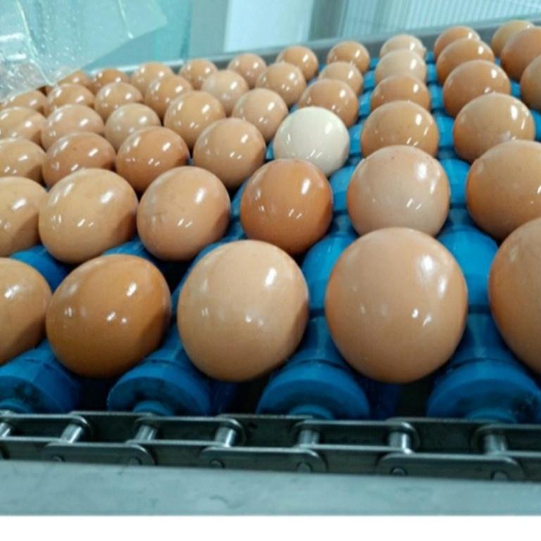 Bột Lòng Trắng Trứng Nguyên Chất Ovovita Thùng 25kg. Hàng Chất Lượng Nhập Khẩu Giá Tốt