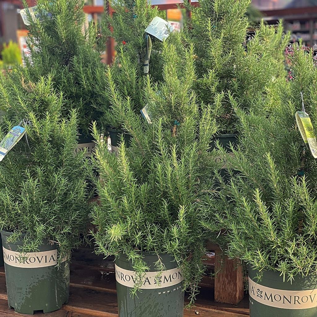 Hạt giống Hương Thảo Rosemary 230 gói 0.03gr