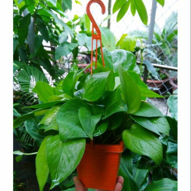 Trầu Bà Mini Treo