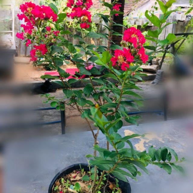 CÂY TƯỜNG VI ĐỎ CÂY LỚN ĐANG NỤ, HOA - GỬI ĐI NGUYÊN BẦU- CAM KẾT Y HÌNH