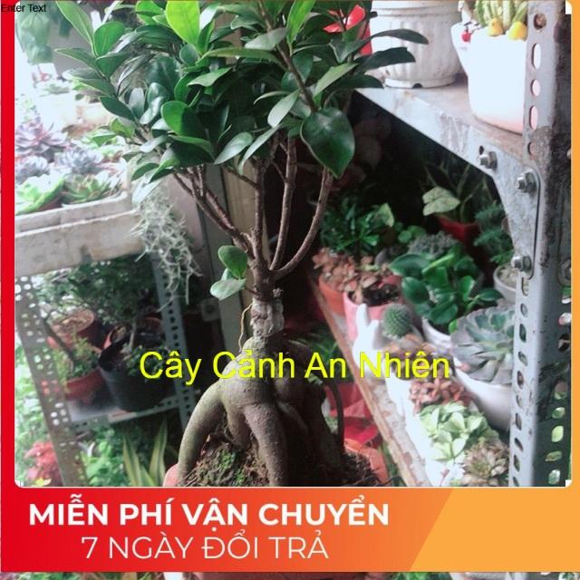 Chậu Cây Si Bonsai