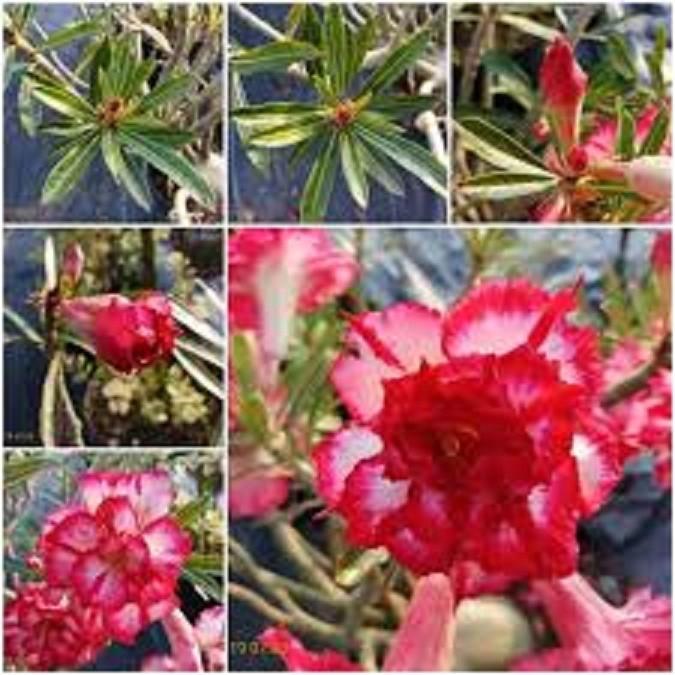 CÂY HOA SỨ" Đ1" HOA CỰC ĐẸP CHUẨN GIỐNG
