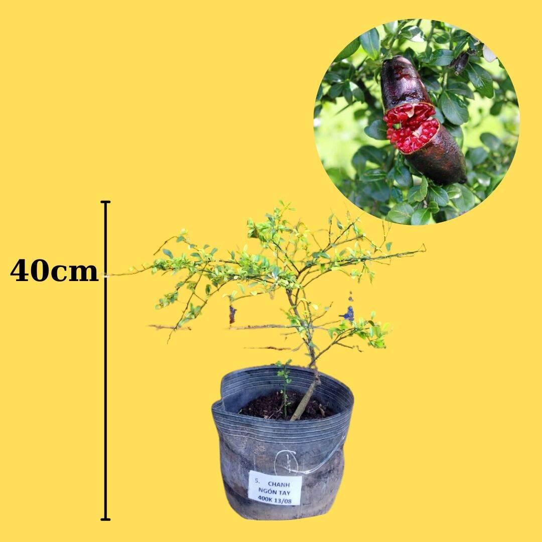 Cây Chanh Ngón Tay Ruột Đỏ
