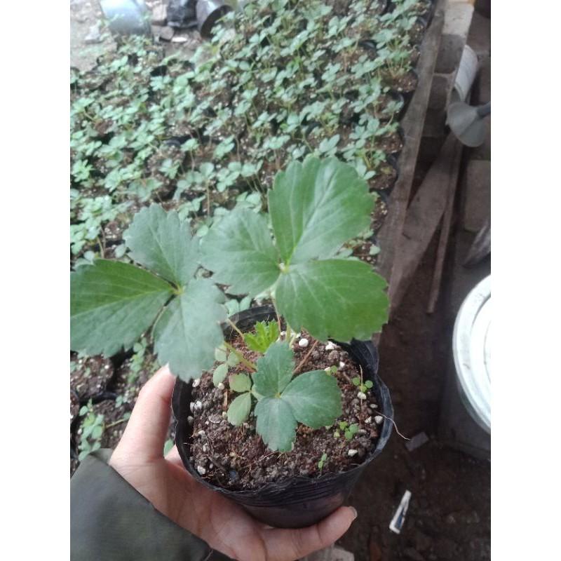 Bầu mô giống dâu tây chịu nhiệt
