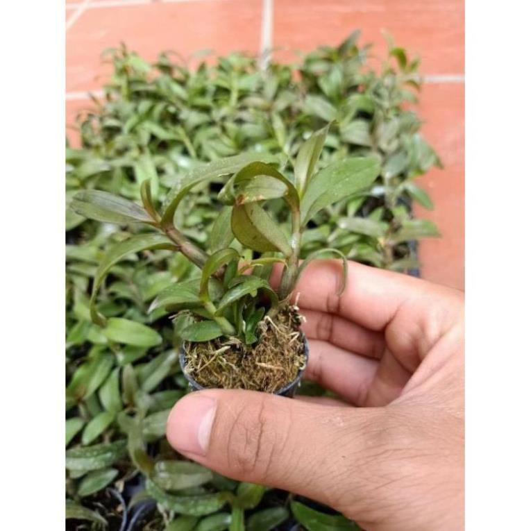 Hoa phong lan phi điệp trường sơn