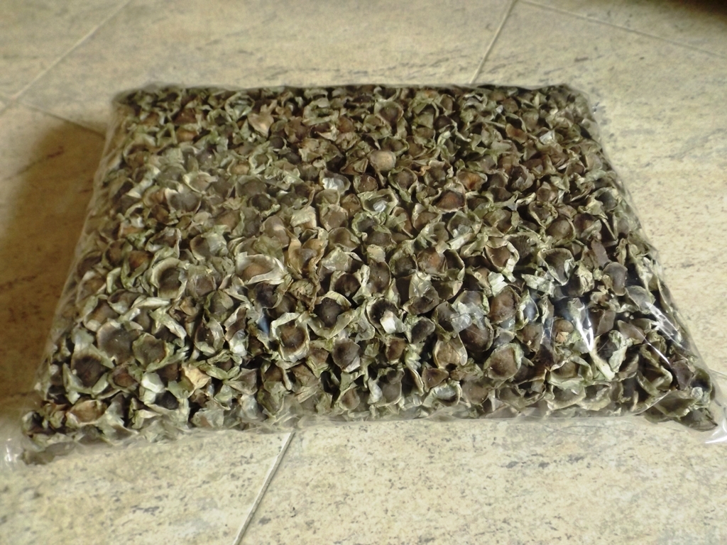 Hạt Chùm Ngây 500gr, 1kg