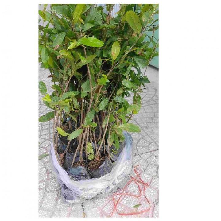 Com bo 10 cây mai vàng quấn rễ cao 30-50cm