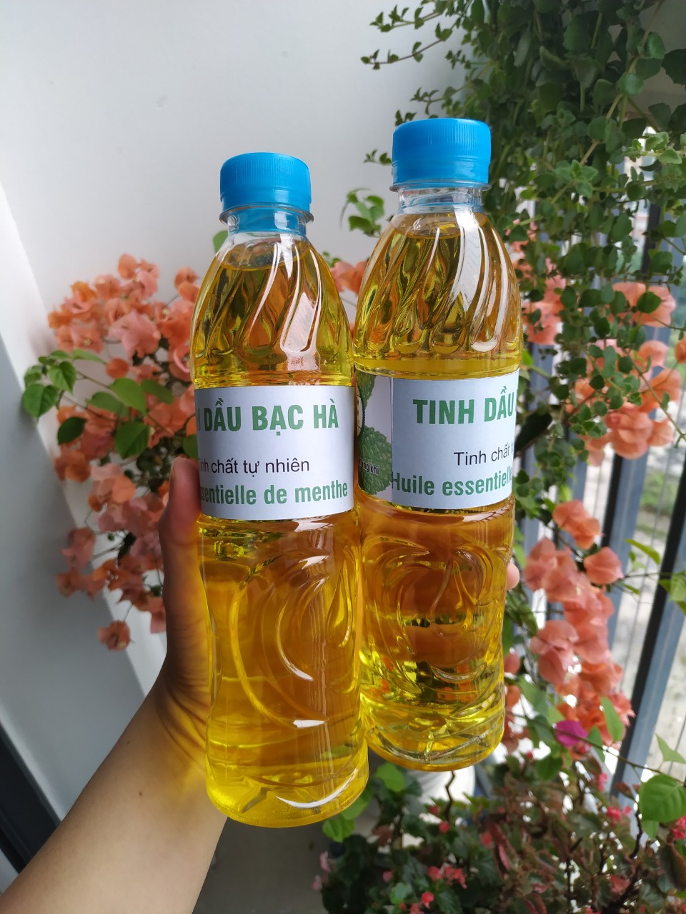 Tinh dầu bạc hà lau nhà, chai 500ml