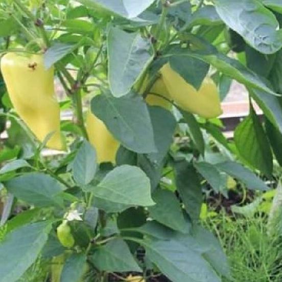 Hạt giống ớt đùi gà Thái Lan ,hạt giống chuẩn f1-gói 0,5 gram