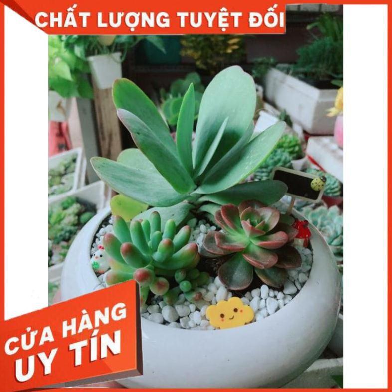 Chậu sen đá mix Nhiều Người Mua