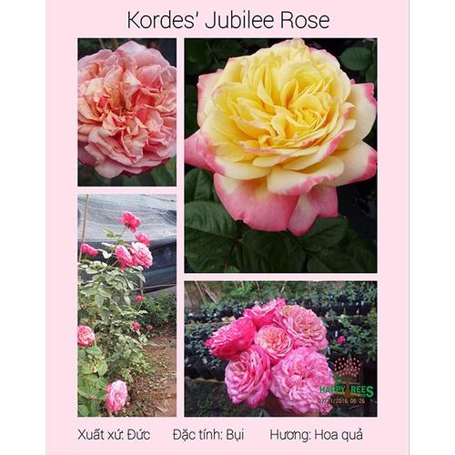 Hoa hồng Đức thân bụi Kordes Jubilee - cây giống rễ trần