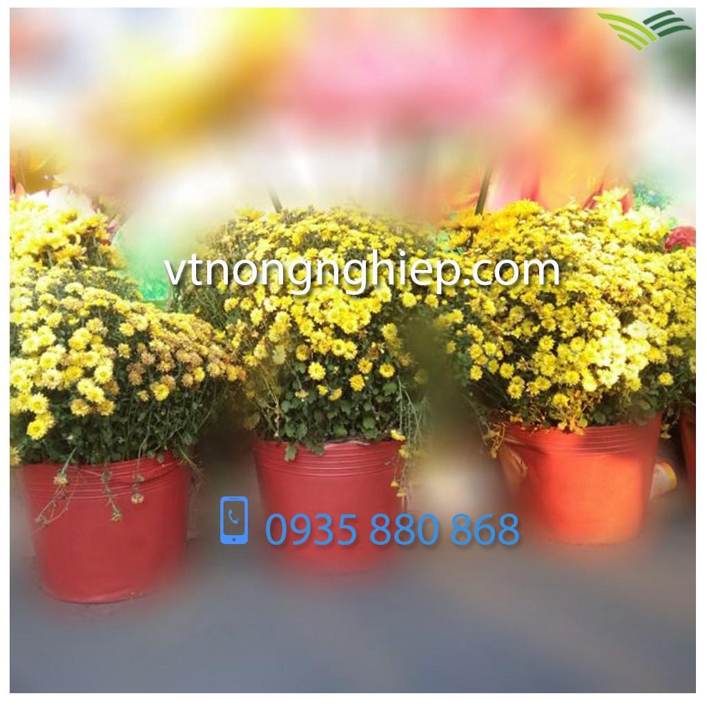 50 Chậu nhựa trồng hoa C10 màu đỏ
