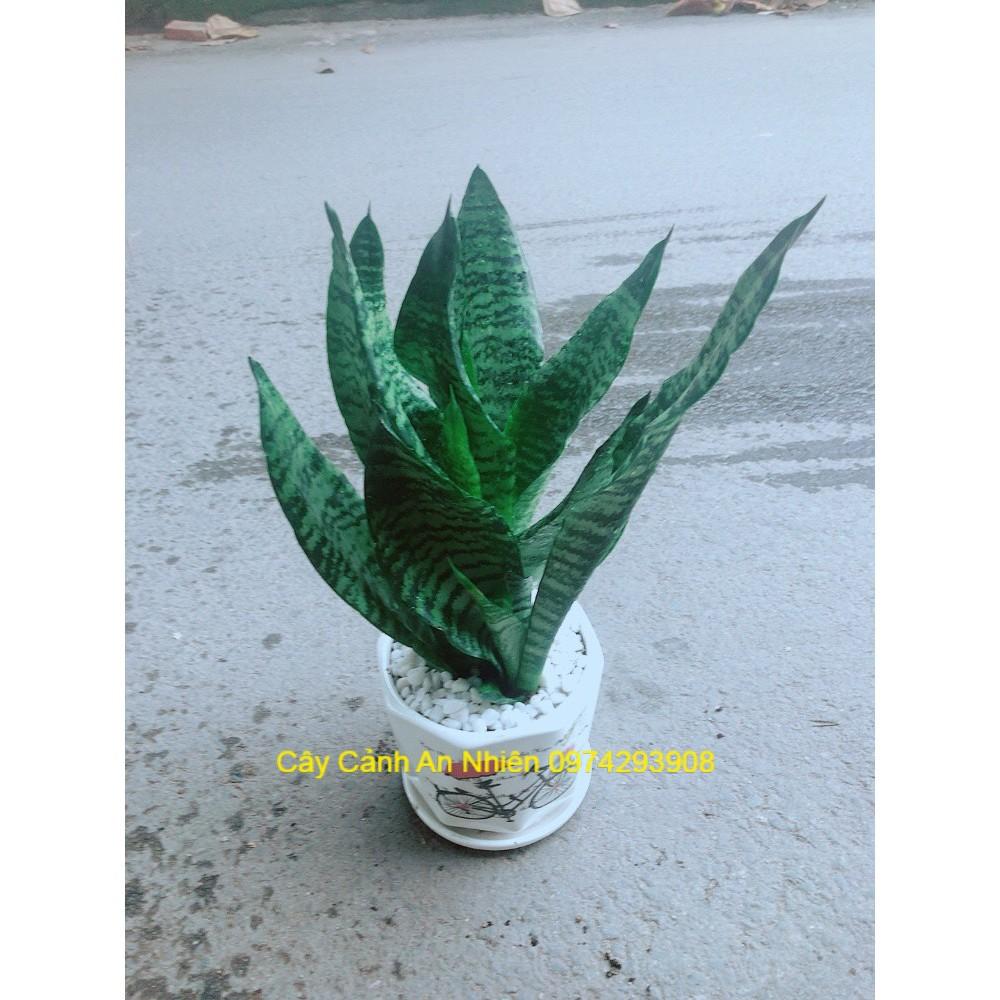 Chậu Lưỡi Hổ Thái Xanh