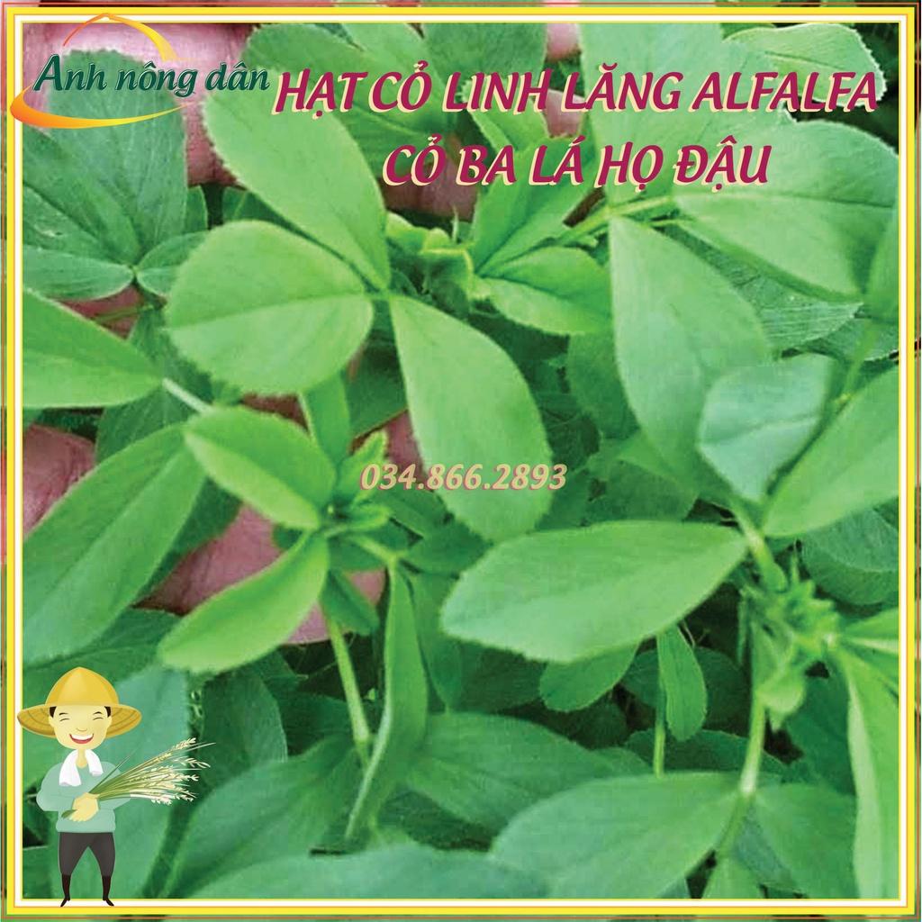 100g Hạt giống cỏ linh lăng Alfalfa - Hạt giống cỏ ba lá họ đậu