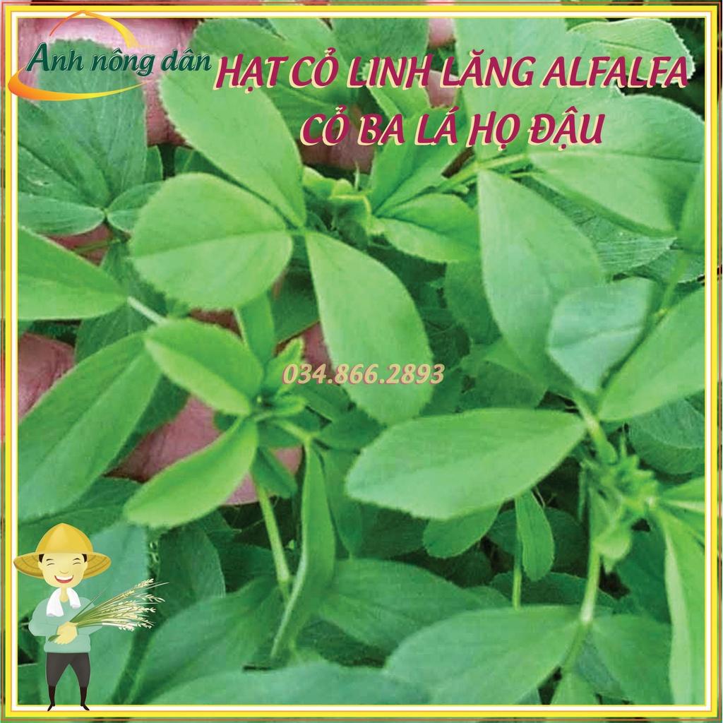 300g Hạt giống cỏ linh lăng Alfalfa - Hạt giống cỏ ba lá họ đậu