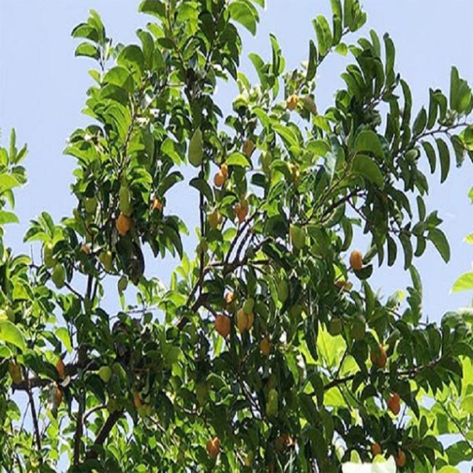 Cây chay giống Bắc Bộ siêu quả