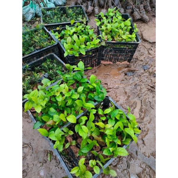 2c trà hoa vàng - cây dược liệu