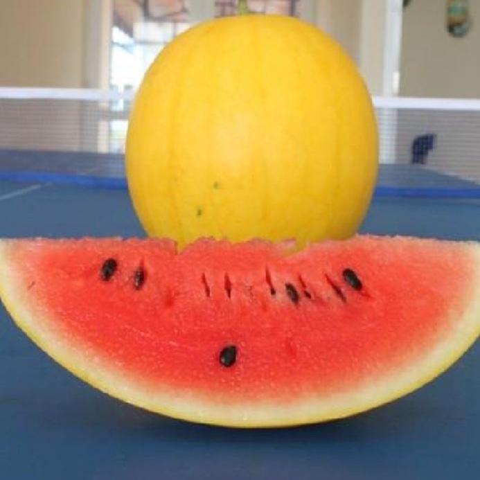 Combo 5 gói Hạt giống dưa hấu vỏ vàng ruột đỏ -gói 10 hạt - tặng kèm 1 gói phân bón