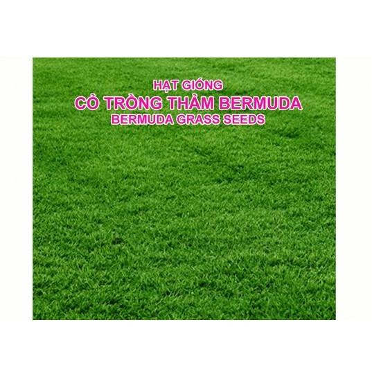 Hạt Giống Thảm Cỏ Bermuda gói 200g - Cỏ Sân Bóng