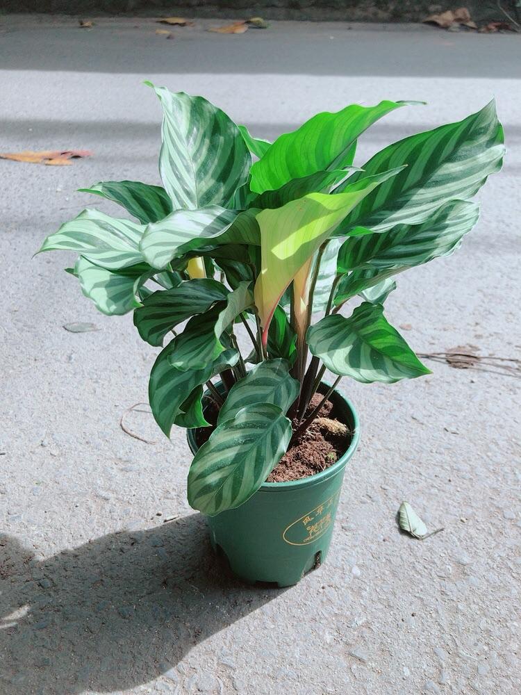 Đuôi Công Xanh Lá