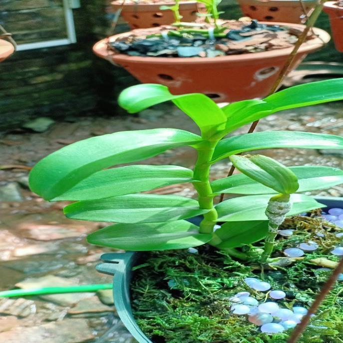 Hoa lan phi điệp -mít tam nguyên+ 700g phân thỏ hữu cơ