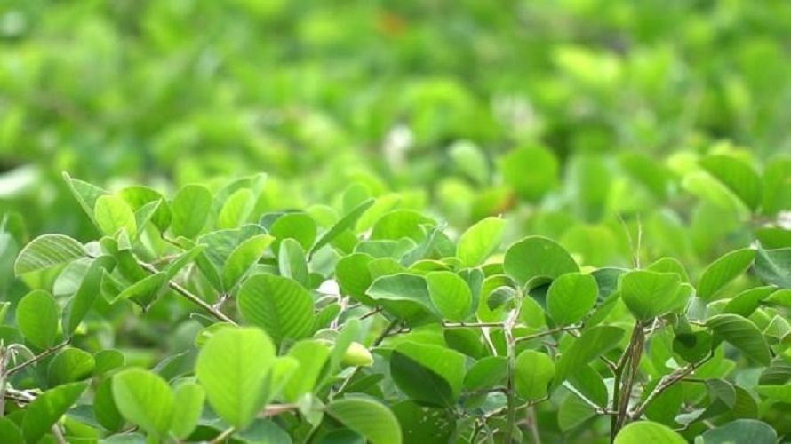 Hạt Giống Kim-Tiền-Thảo - Cây Dược Liệu 4 Mùa Năng Suất - Gói 50 Hạt