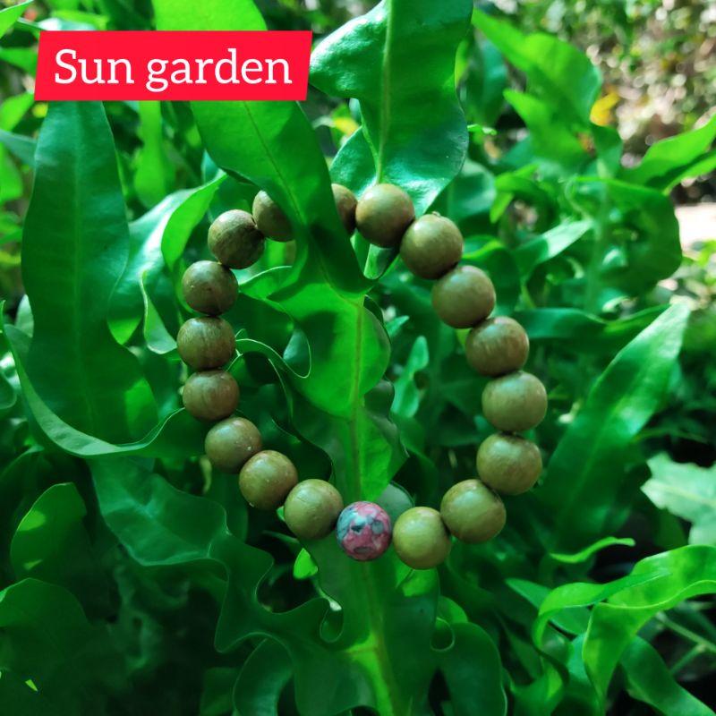 Vòng tay gỗ dâu tằm trừ tà cho người lớn