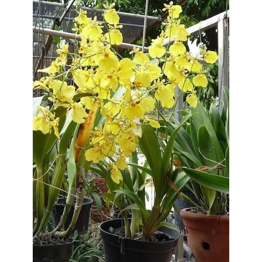 Phân Vàng Osmocote 14-14-14 Tan Chậm 100gr dùng Hoa Lan, Hồng.., Phân Tan Chậm