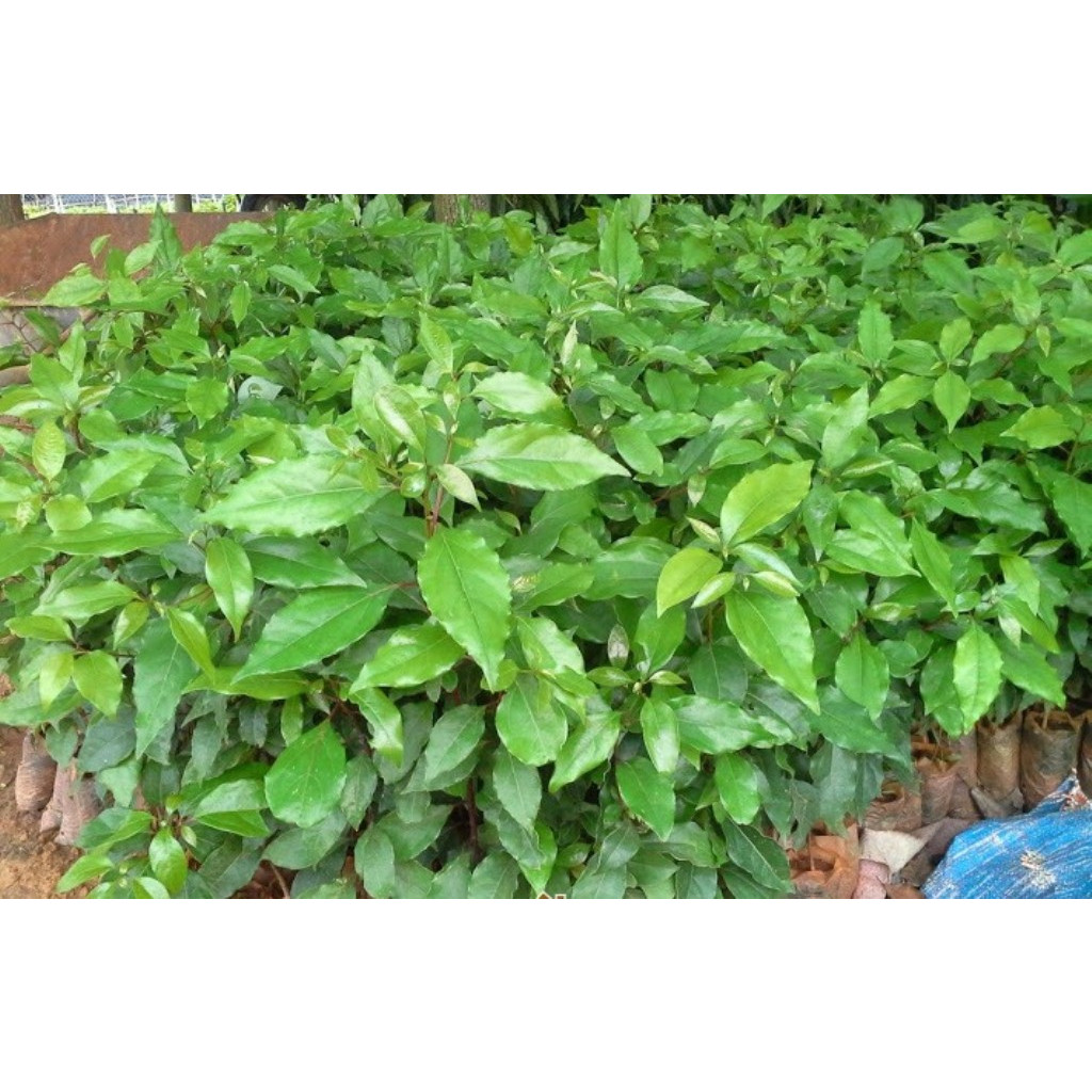 Cây long não giống