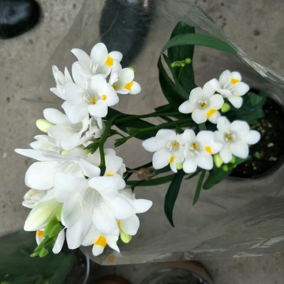 Củ giống hoa lan nam phi hoa màu trắng