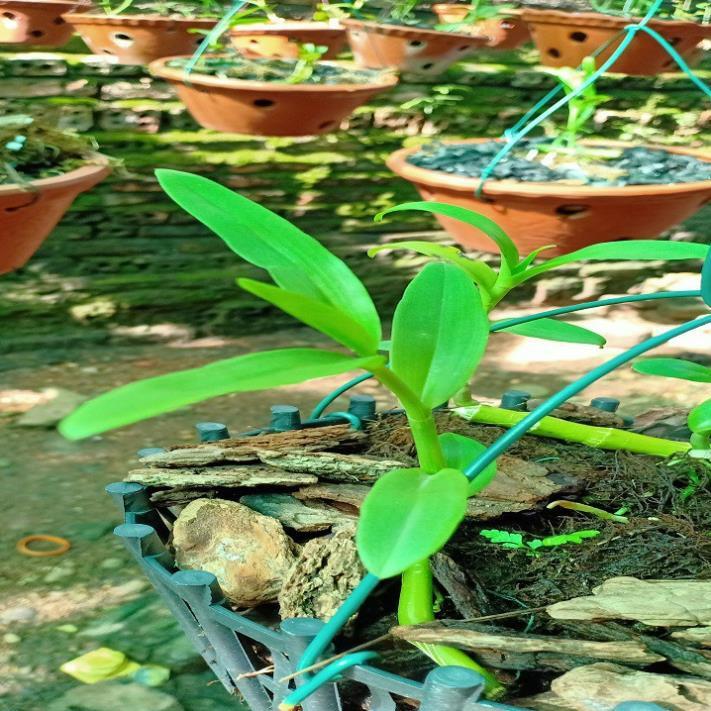 Sản Phẩm Hoa lan - 5ct bảo duy hàng gieo hạt