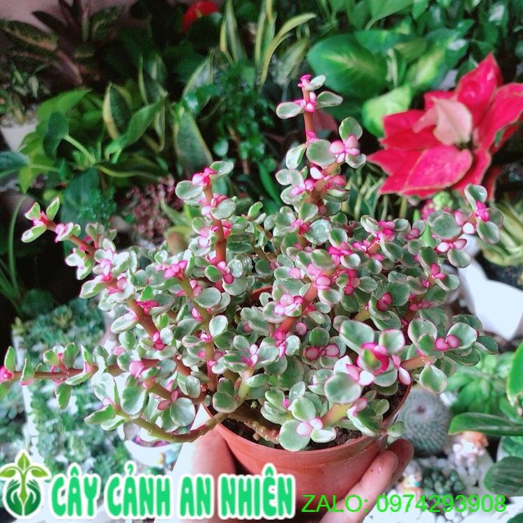 Cây Cành Vàng Lá Ngọc