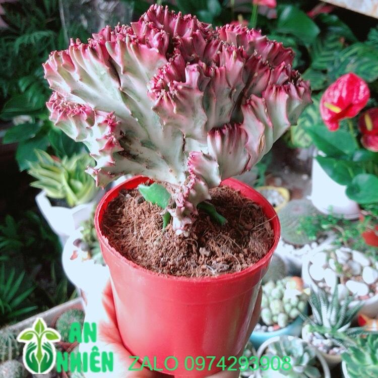 Xương Rồng Vạn Lý Đỏ