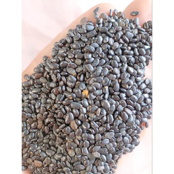 500 gram hạt giống keo tai tượng trồng rừng, lấy gỗ, cải tạo đất