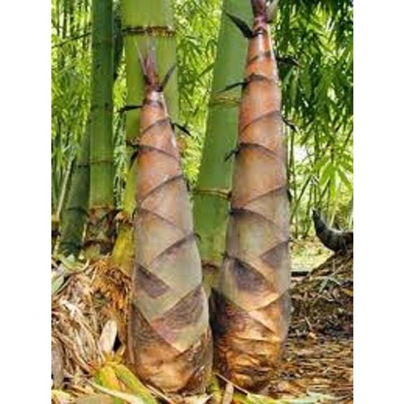 Cây măng tre bát độ giống
