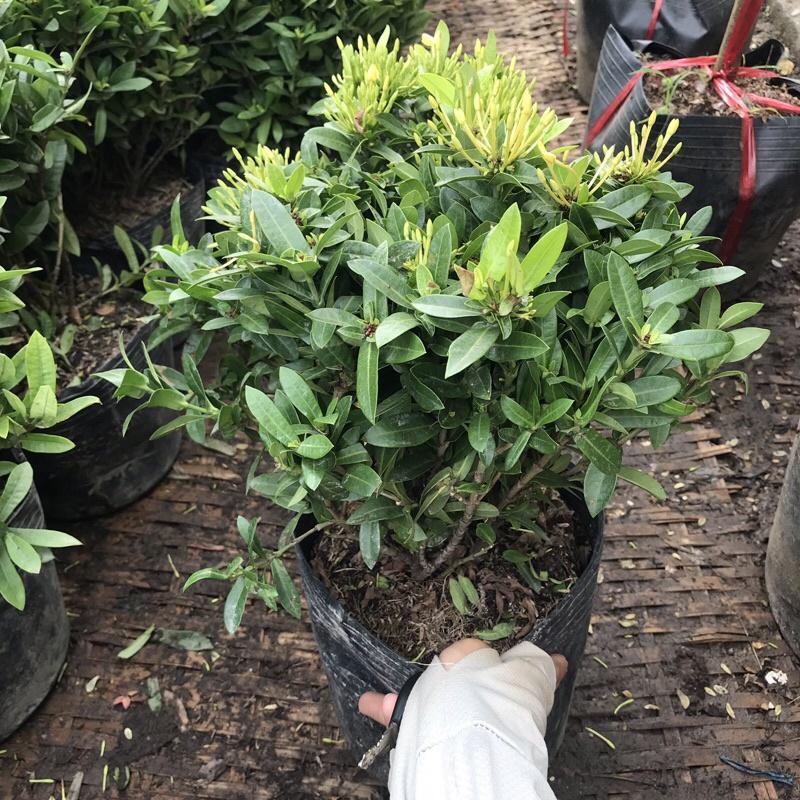 Cây hoa mẫu đơn vàng có hoa quanh năm thích hợp trồng ban công sân vườn