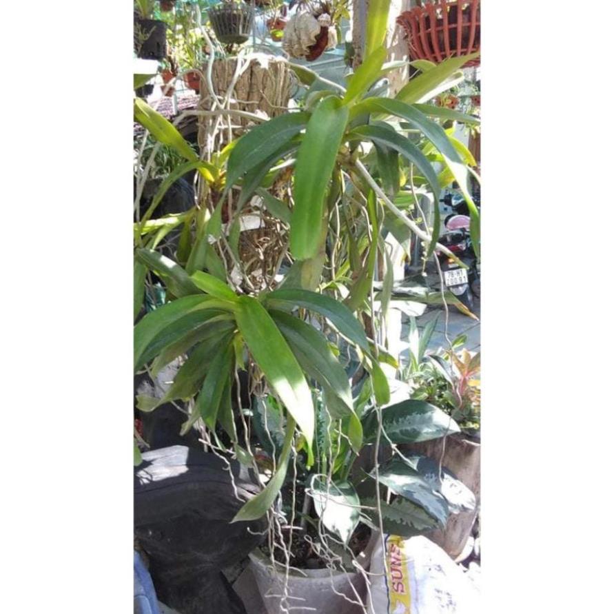 Hoa lan giáng hương tam bảo sắc+ 700g phân thỏ hữu cơ ki mập khỏe ấm chậu