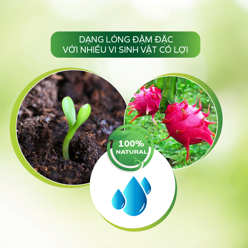 Chế Phẩm Trừ Bệnh Thanh Long Chống Lem Trái, Thối Trái Cho Cây Ngăn Chặn Nấm Bệnh - AT Bao Trái Q99 100ml