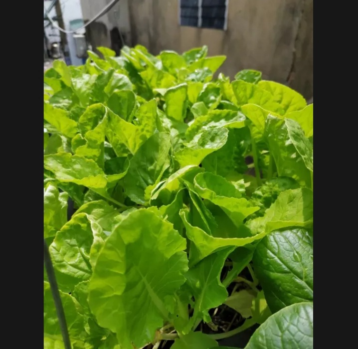 Hạt giống cải bẹ dún 20gram