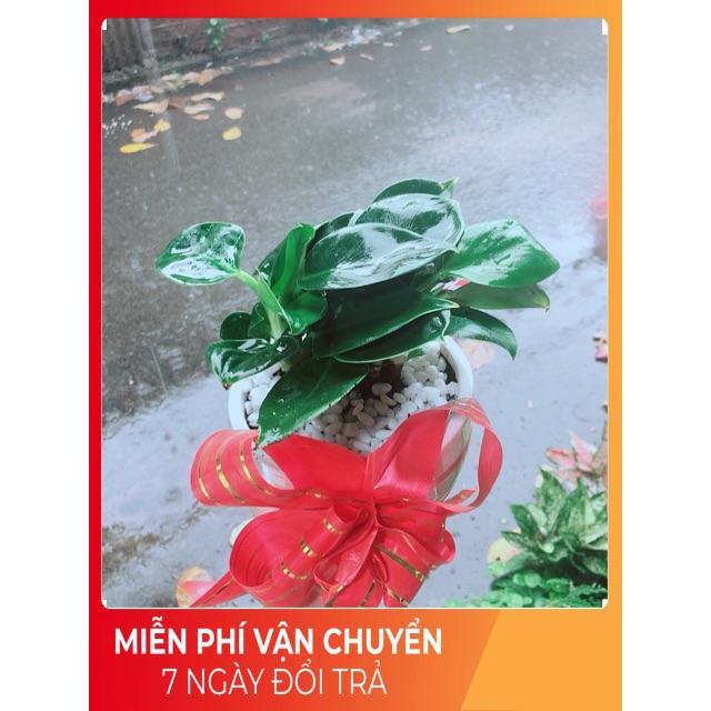 Chậu Trầu Bà Đế Vương Xanh